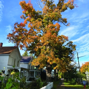 Park-Street-Tree-2