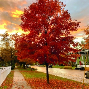 ParkStreetTree3byMatClouser