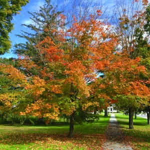 ParkStreetTreebyMatClouser