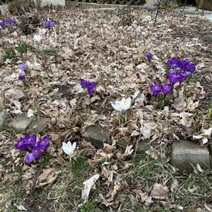 SureSignofSpringCrocuses