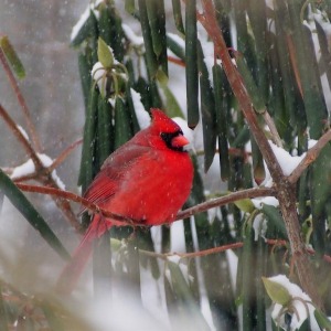 SA-Northern-Cardinal-Rutland-Town