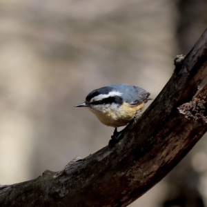 Red-breasted nuthatch