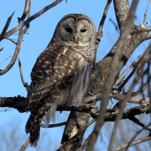 BARRED OWL