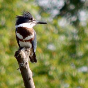 Belted kingfisher