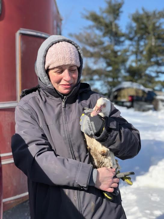 Up to 400 animals surrendered as Hegarty Investigation proceeds