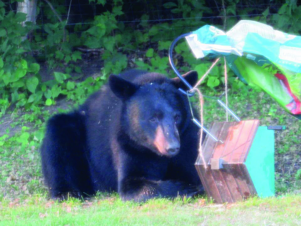 Bear incidents rise due to drought, pandemic