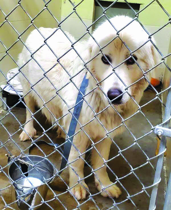 The high cost of animal rescue