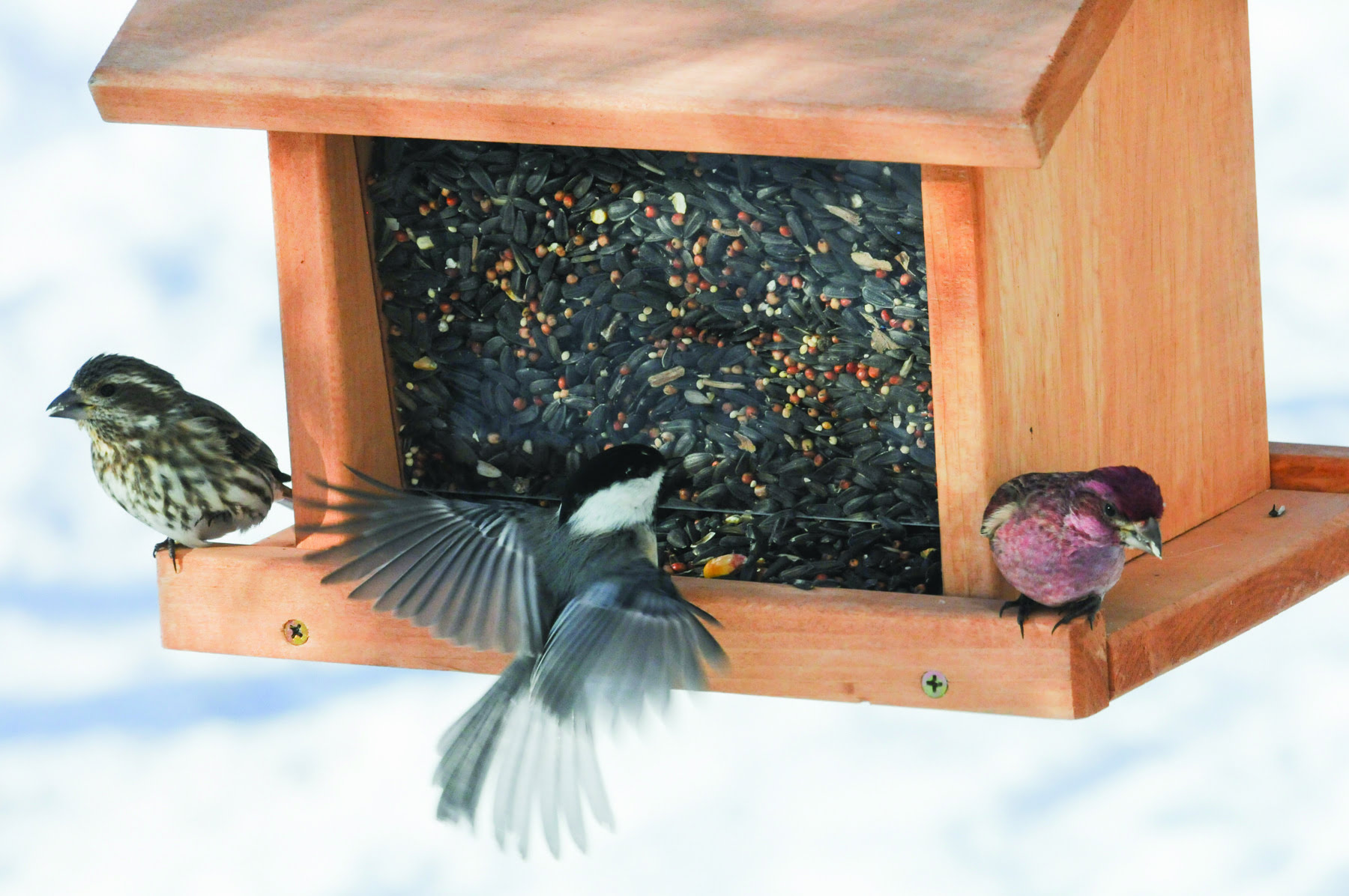 VTF&W says bears becoming active — It’s time to take down bird feeders! 