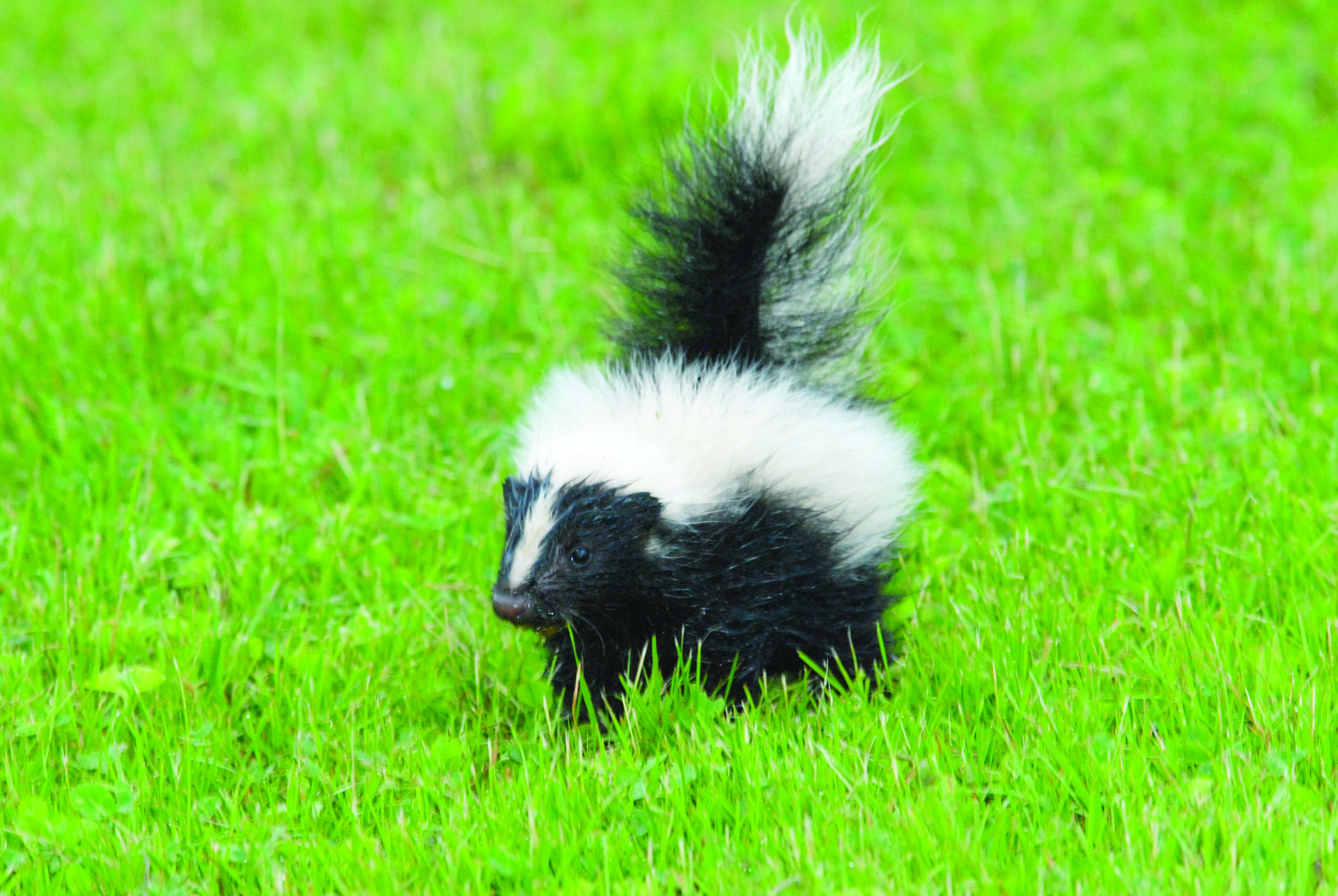 Young wildlife belong in the wild