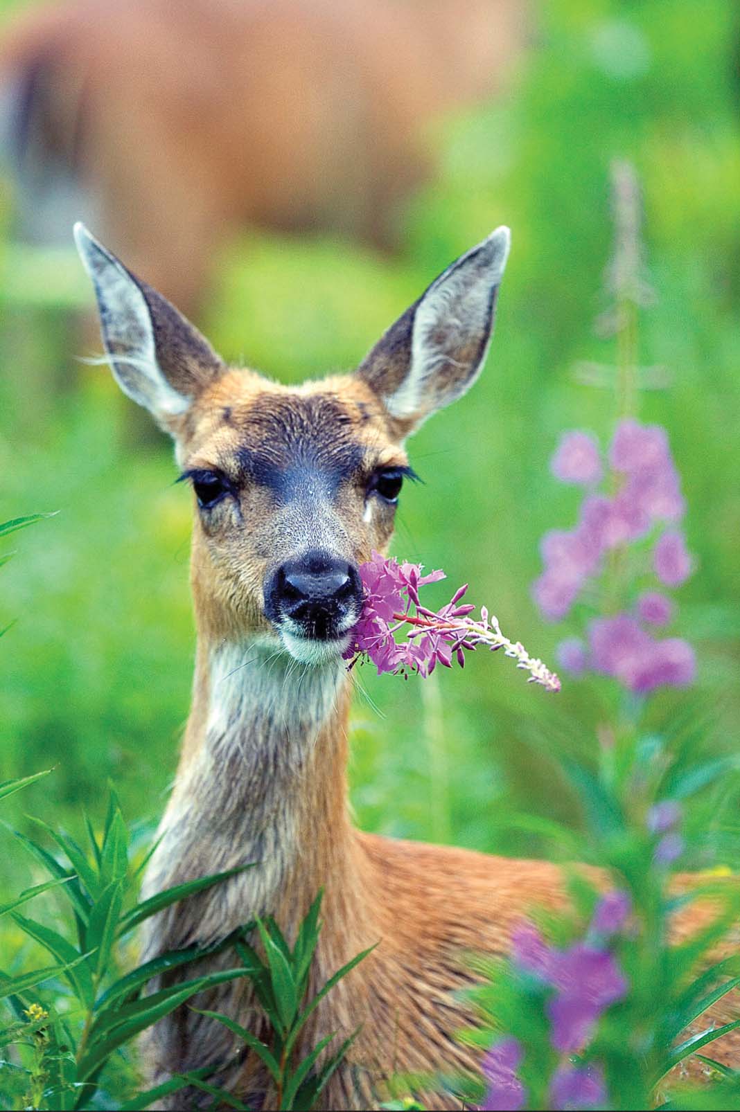 What can I do about deer eating my garden?