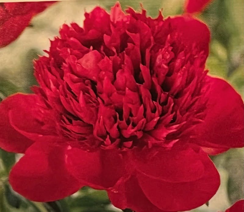 Gardens can make liars of us all…