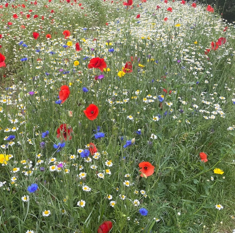 Into the wilding: Trading lawns for meadows