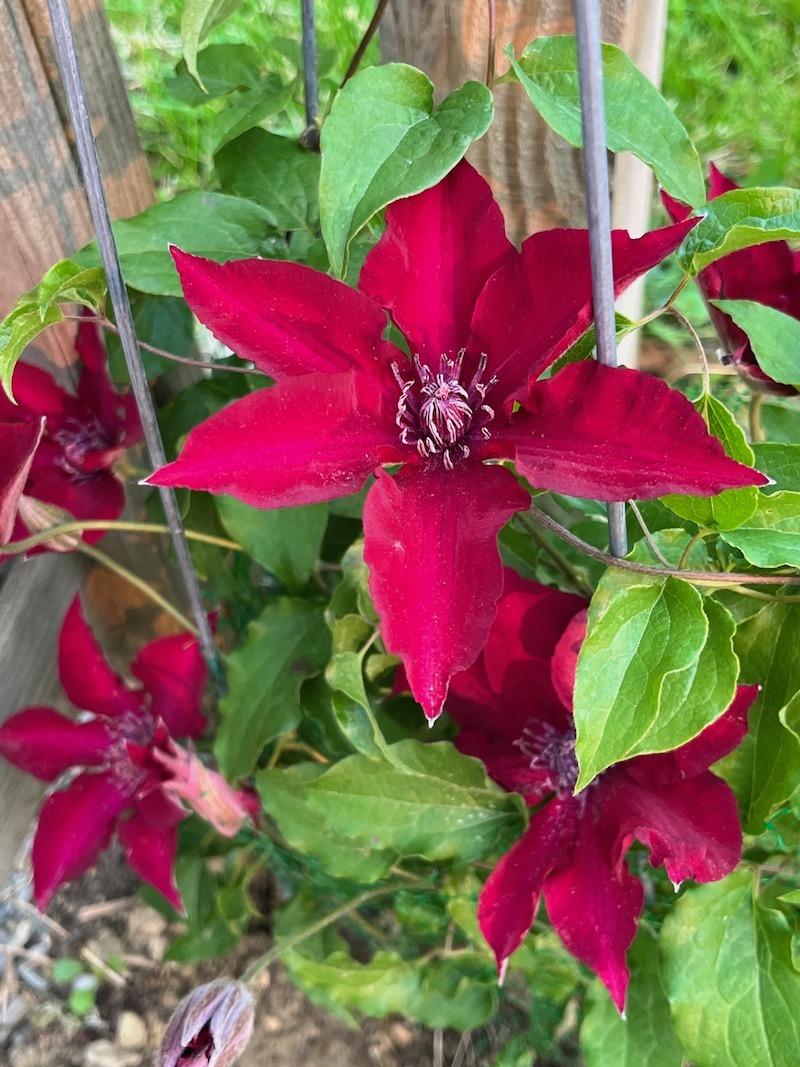 Gardening Corner: Inch by inch, row by row, gonna make this garden grow