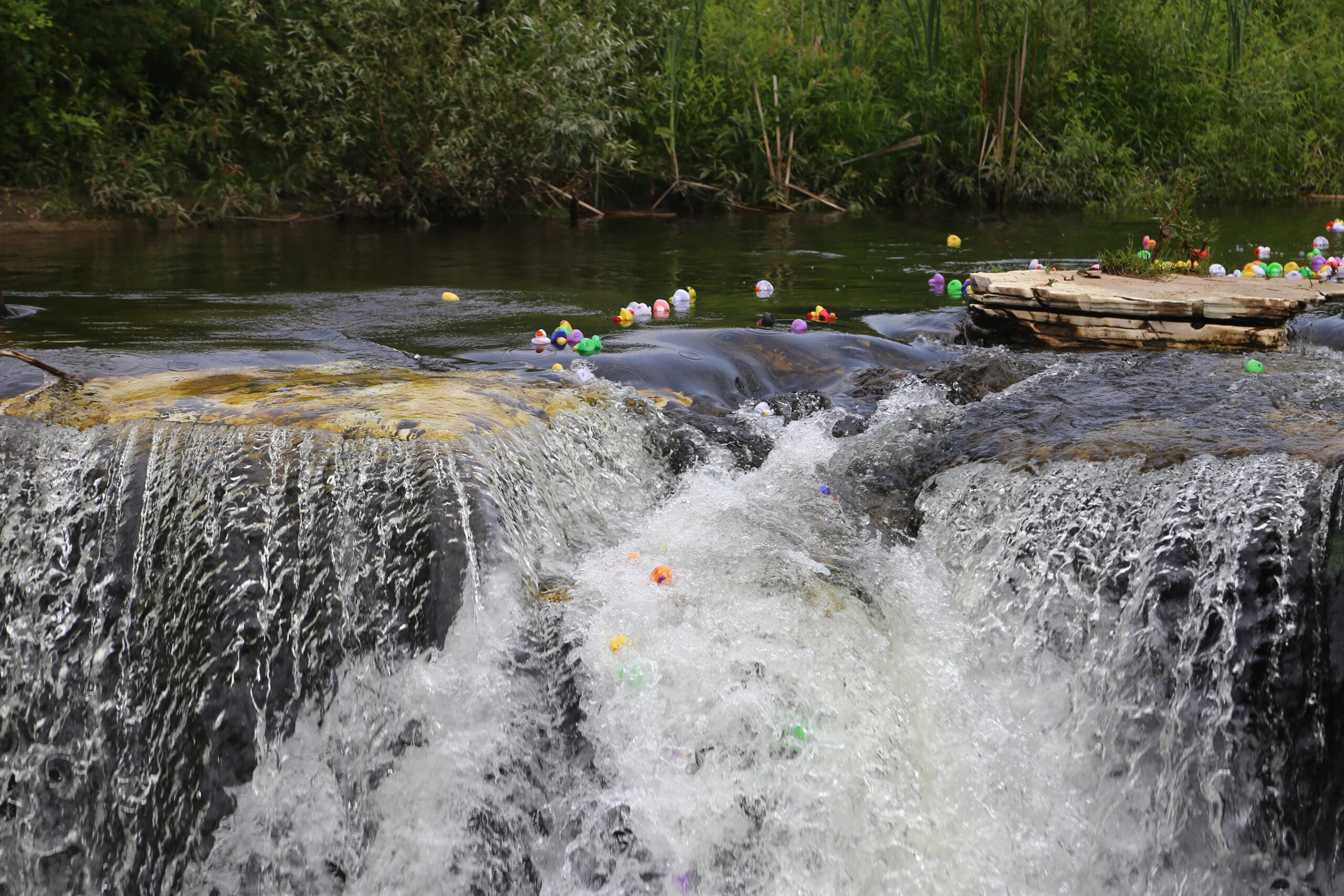Rubber Duck Race 2023