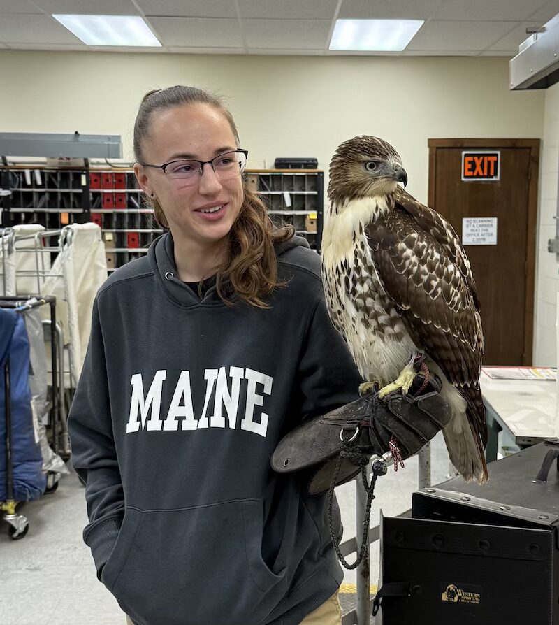 Meet young Vermont falconer, Kristen Lee